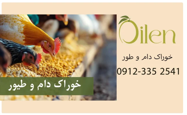 هسته زیتون - خوراک دام وطیور هسته زیتون - خوراک دام وطیور