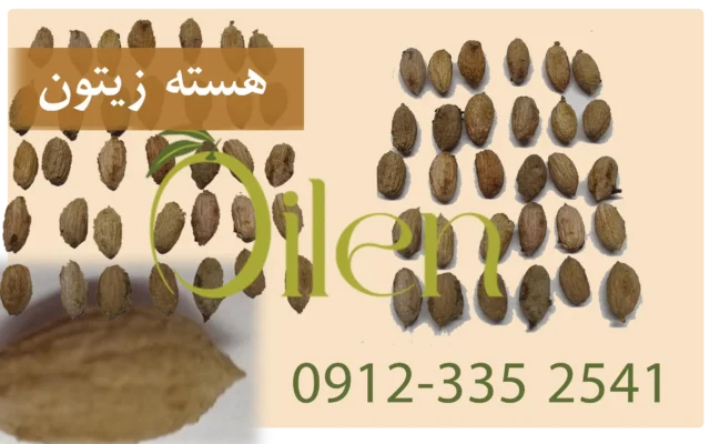 هسته زیتون